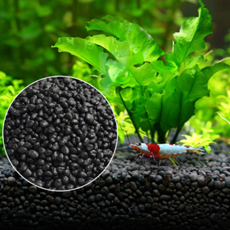 Aquarium Plant Delivery - Bể Cá Cảnh Vật Có Hạt