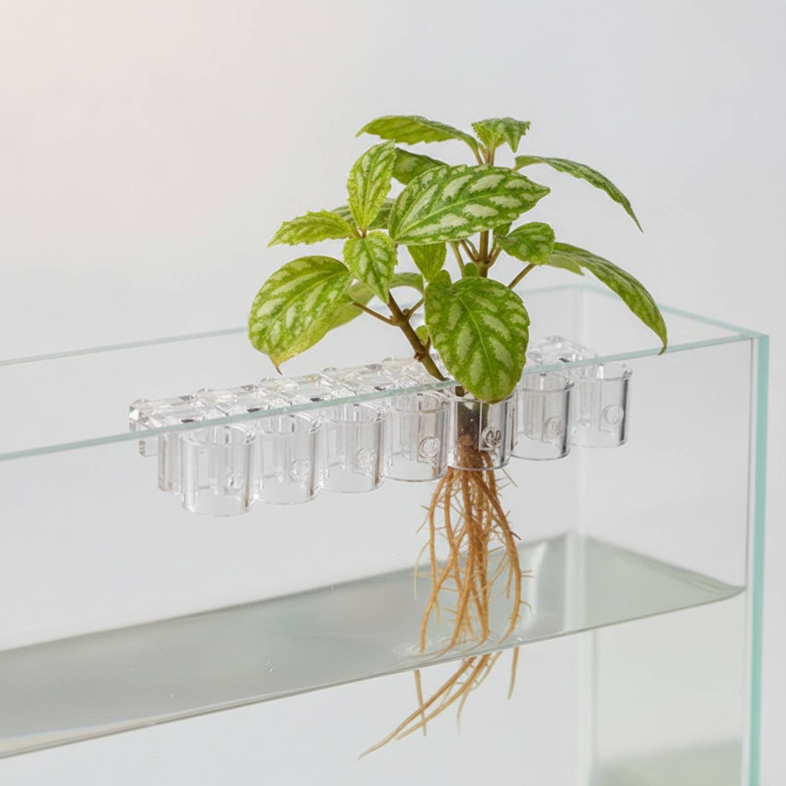 6 Pieces Aquarium Planter Clea - đánh giá và giá Aquarium Planting