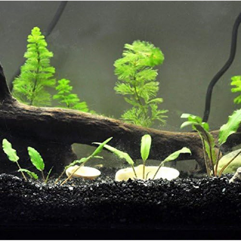 300g Gorgeous Aquarium Decorat - đánh giá và giá Aquasoil Substrate