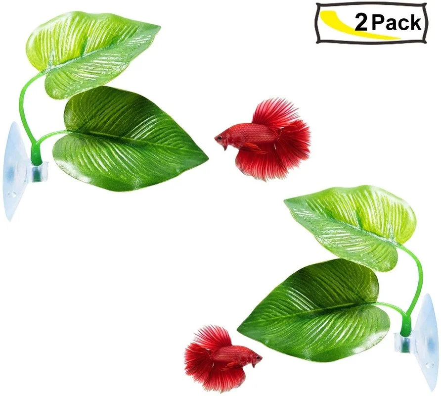 4 Gói Cá Betta Lá Võng Mô Phỏn - đánh giá và giá Planted Aquarium Betta
