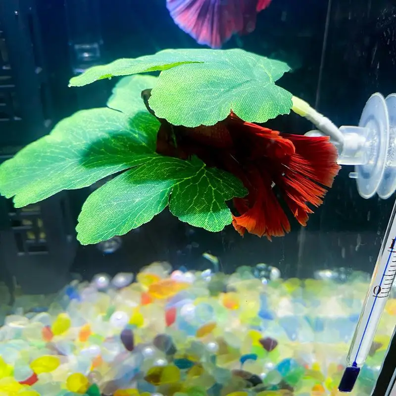 Betta Fish Leaf Hammock Aquari - đánh giá và giá Planted Aquarium Betta