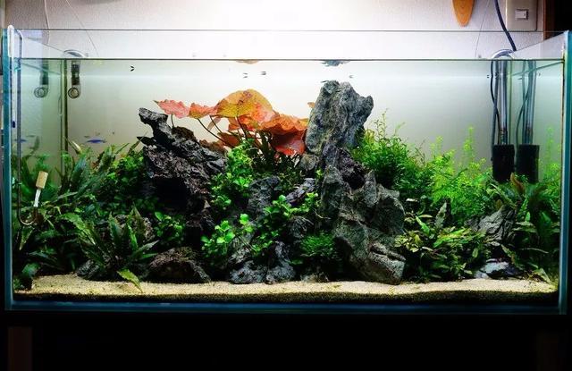 Natural Decorative Dragon Ston - đánh giá và giá Aquasoil Substrate