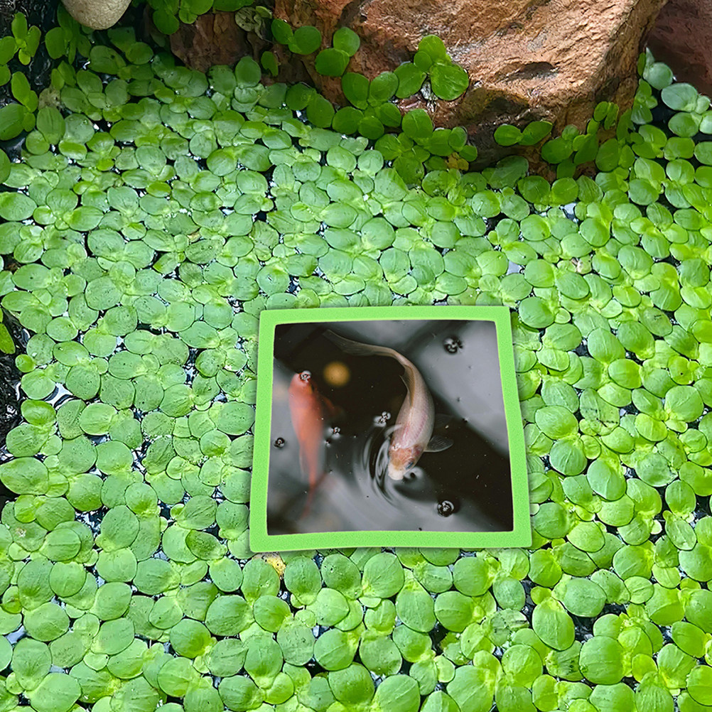 10Pcs Aquarium Floating Rings  - đánh giá và giá Planted Aquarium Betta