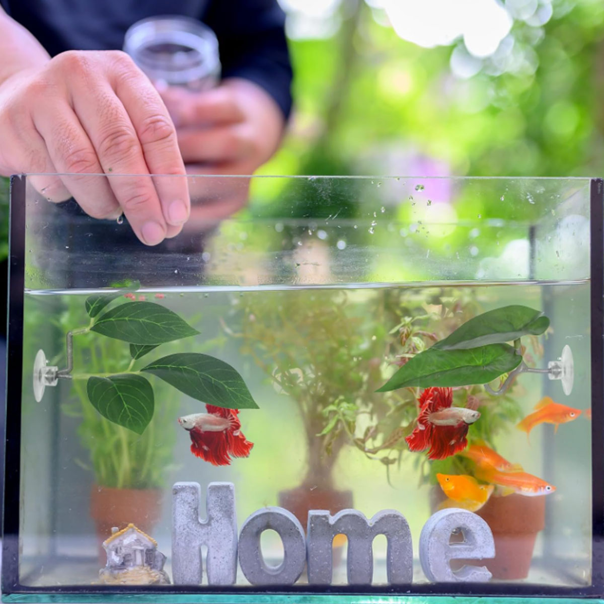 1 PC Betta Fish Hammock Soft A - đánh giá và giá Planted Aquarium Betta