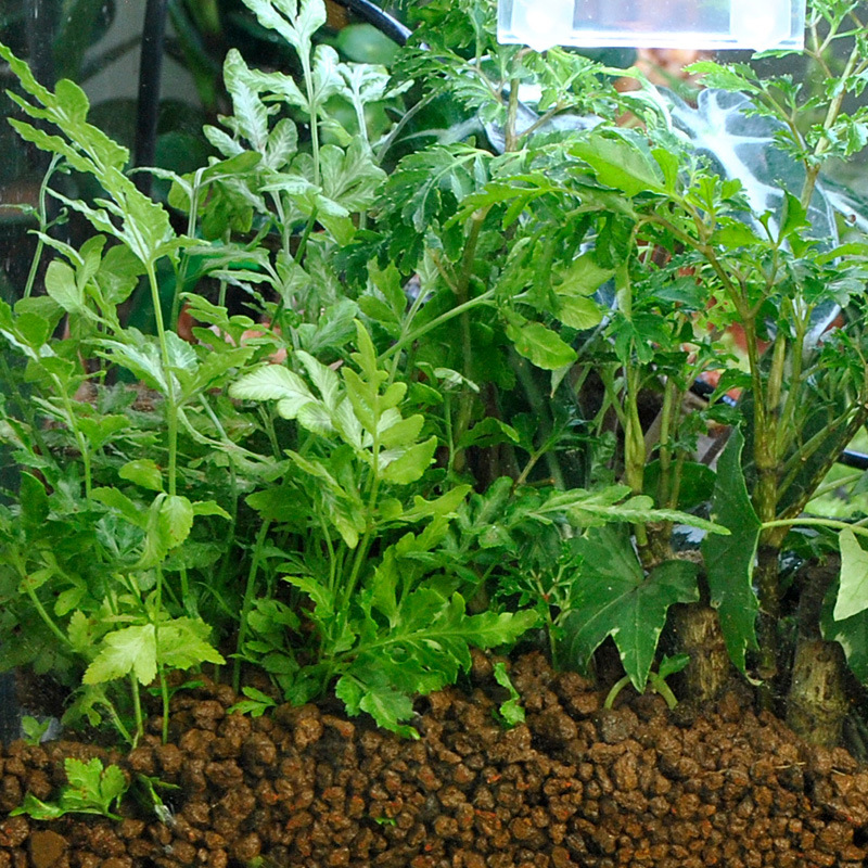 WAJABABY Akadama Soil - Natura - đánh giá và giá Aquasoil Substrate